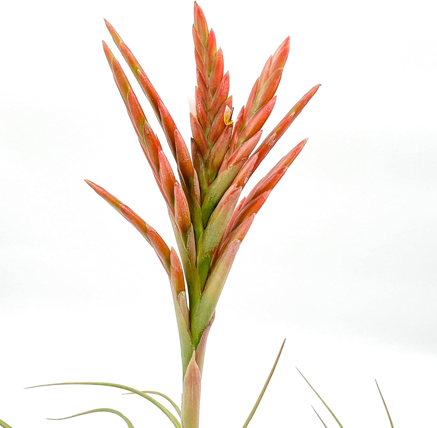 Tillandsia Vernicosa