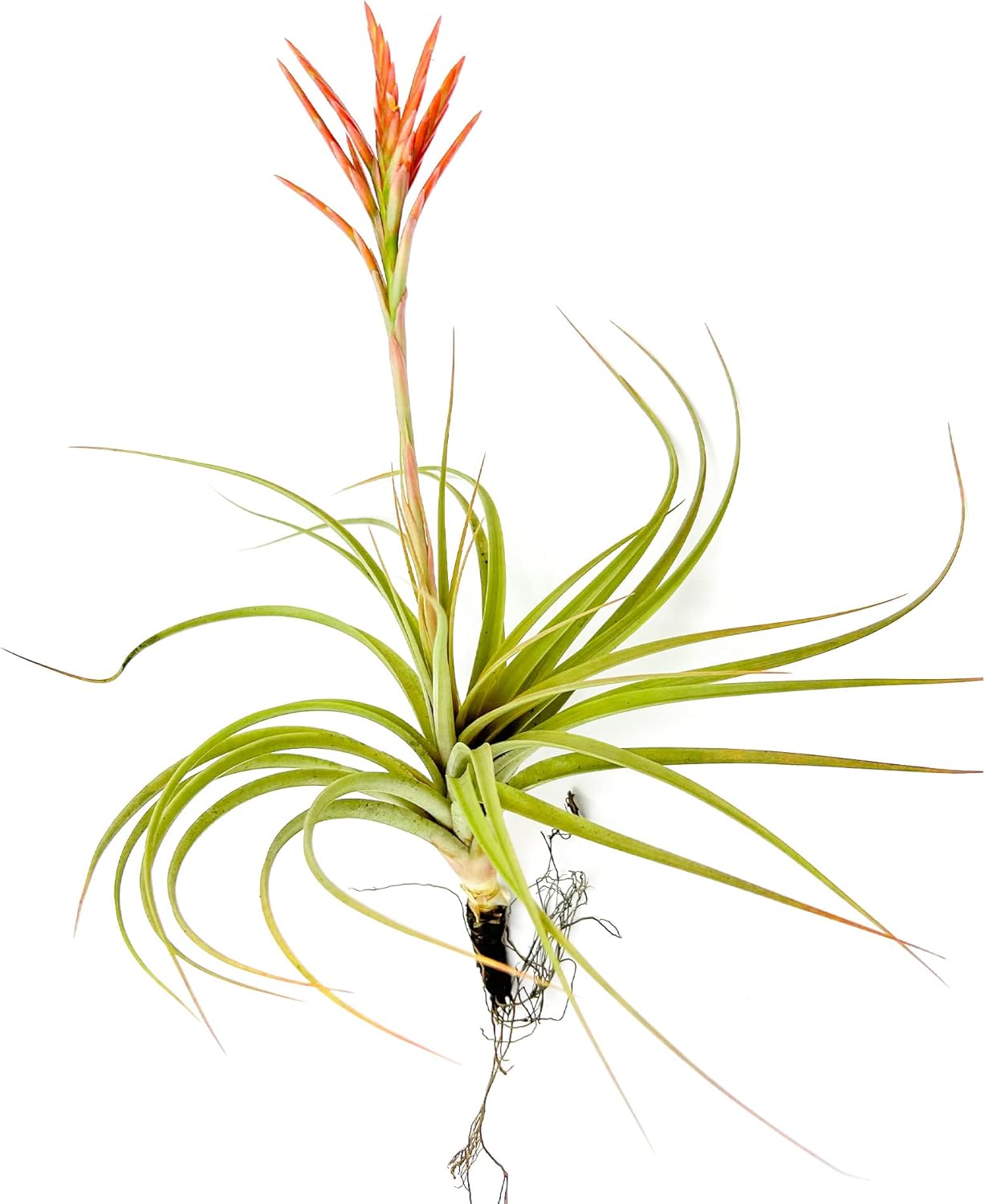 Tillandsia Vernicosa