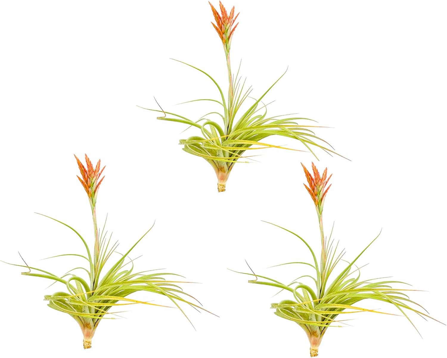 Tillandsia Vernicosa