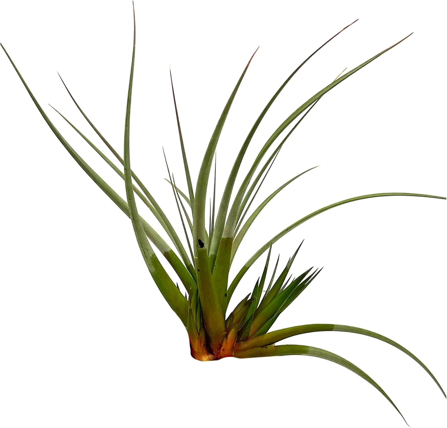 Tillandsia Vernicosa