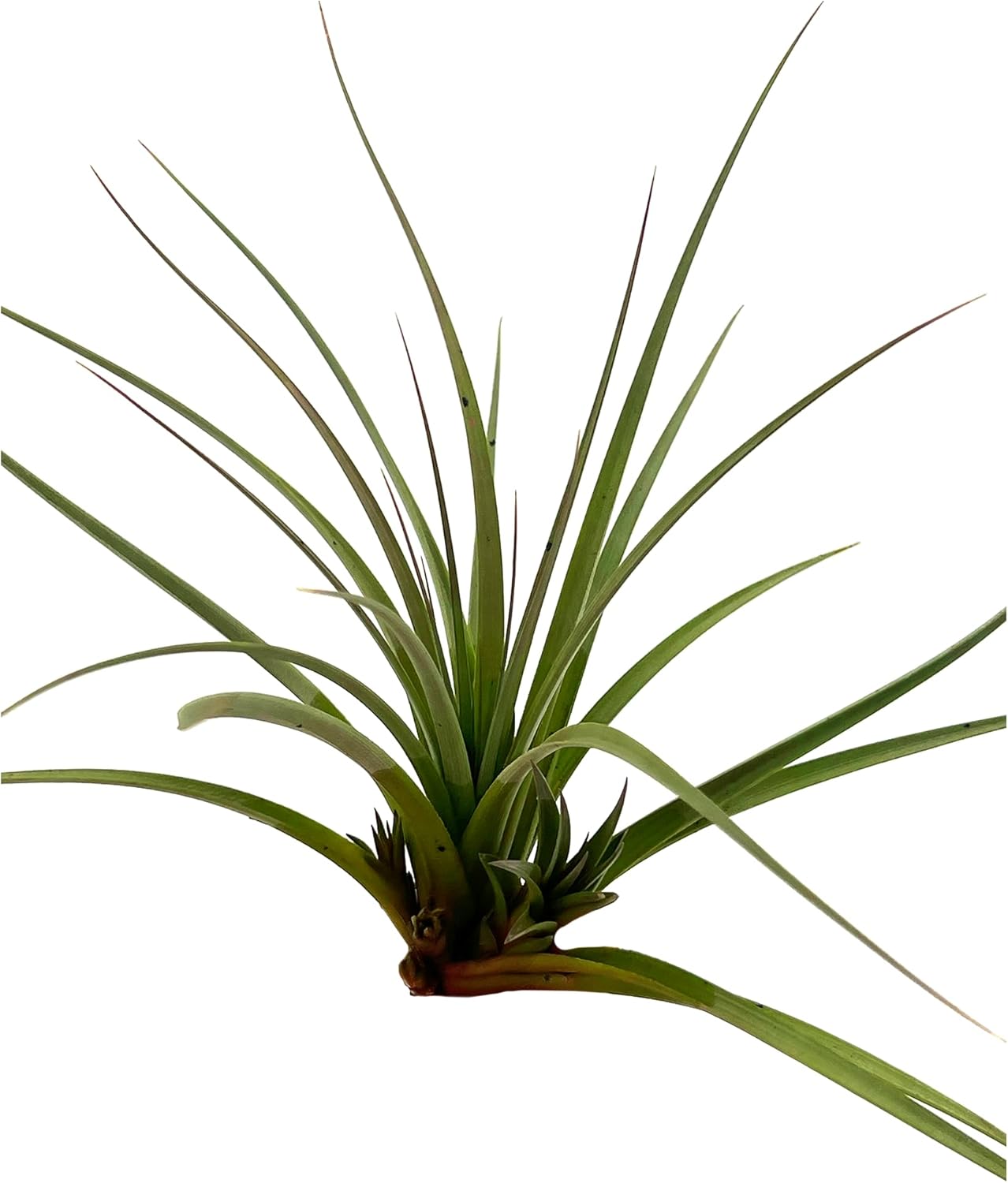 Tillandsia Vernicosa