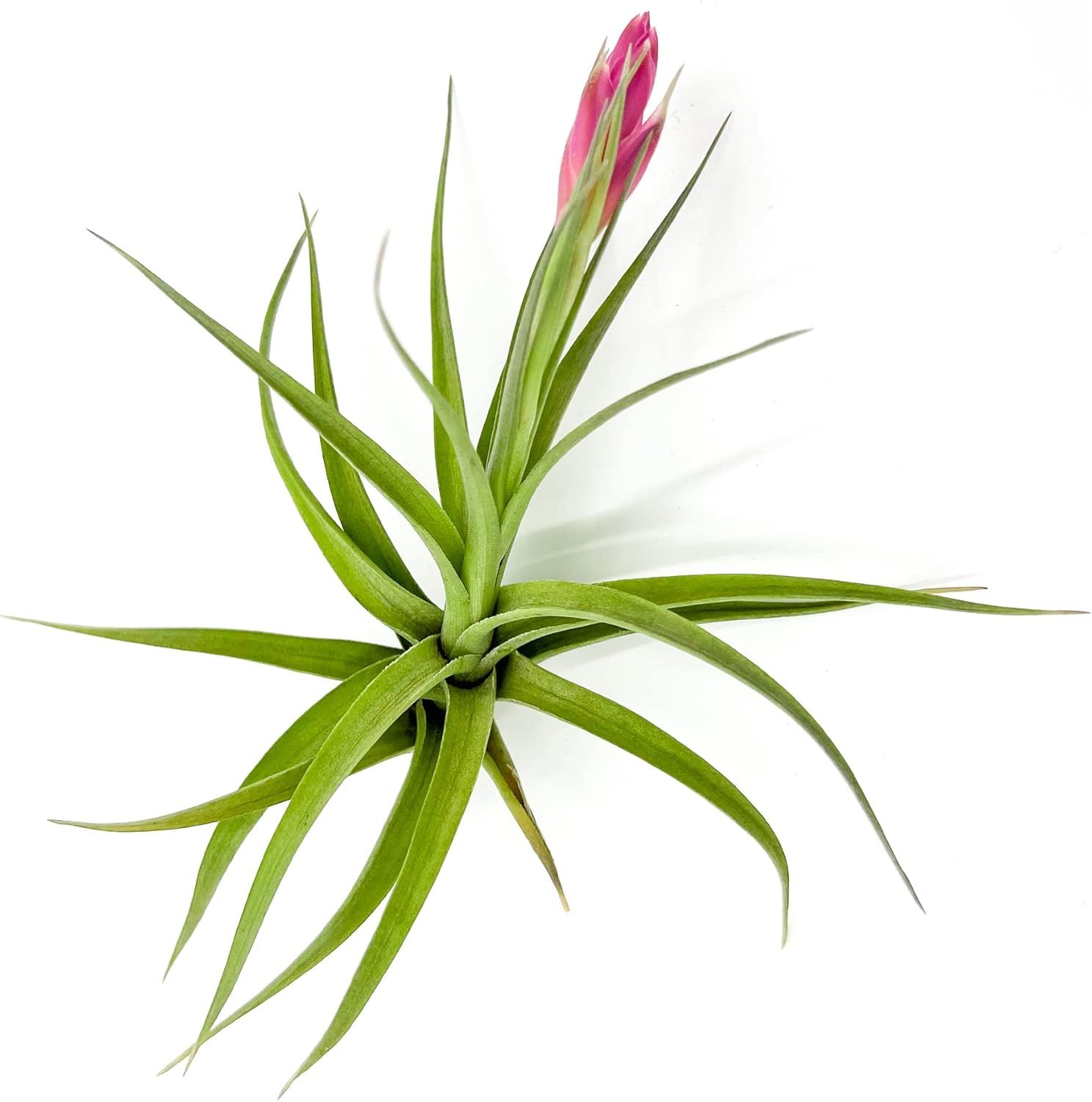 Tillandsia Aeranthos