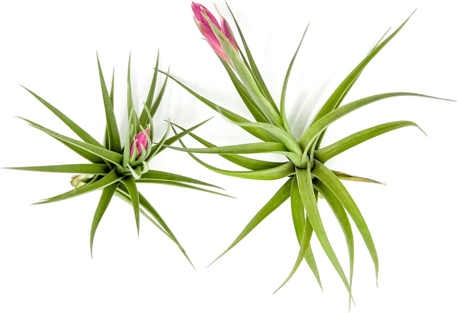 Tillandsia Aeranthos