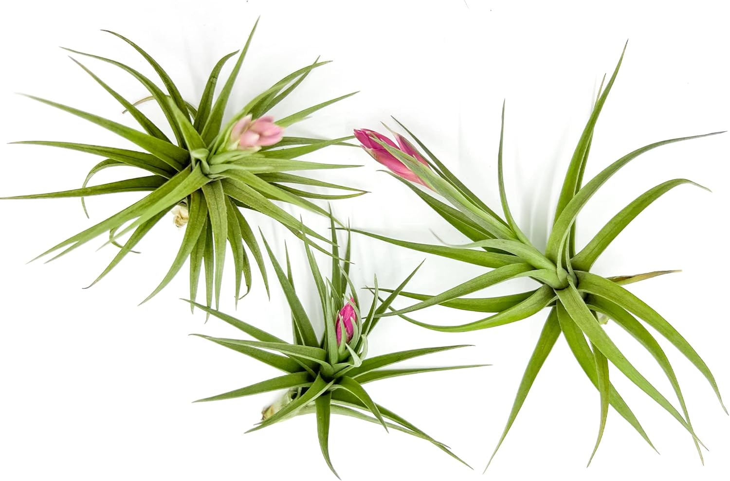 Tillandsia Aeranthos