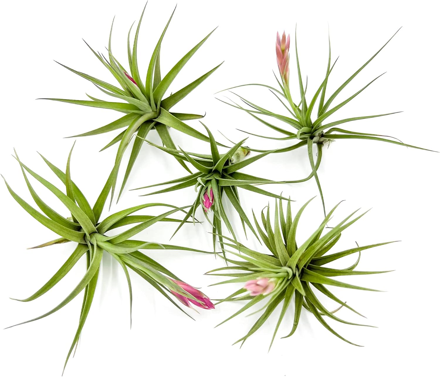 Tillandsia Aeranthos