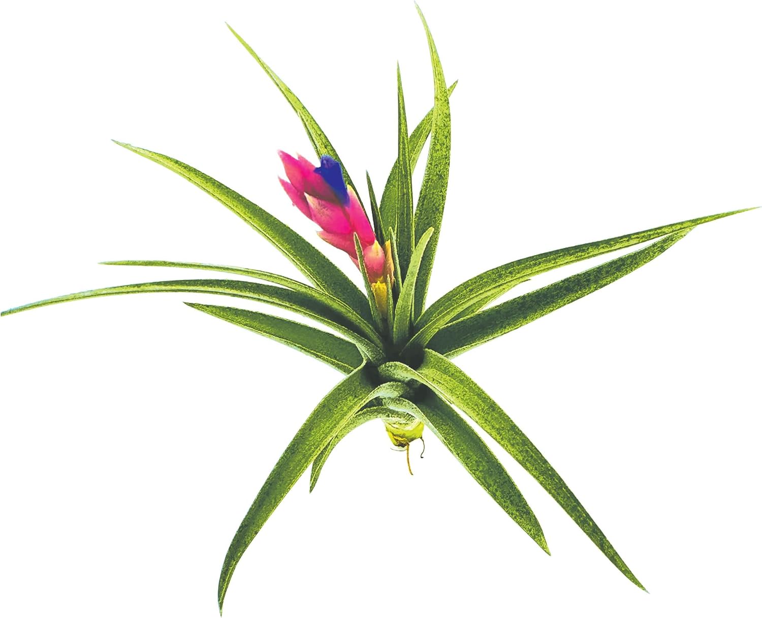 Tillandsia Aeranthos