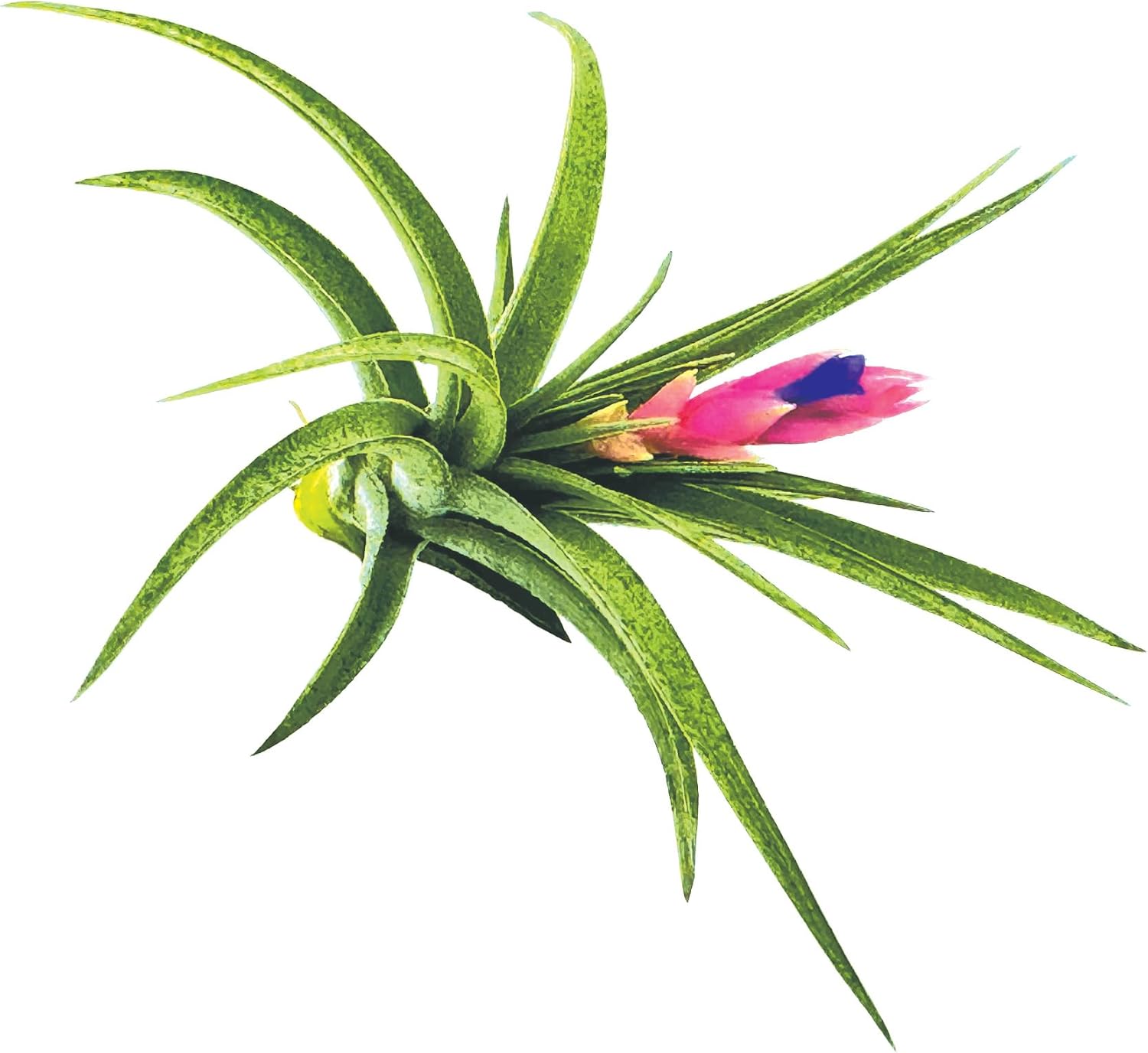 Tillandsia Aeranthos