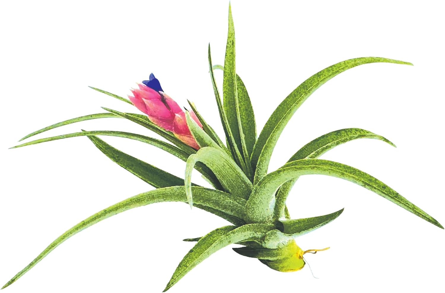 Tillandsia Aeranthos