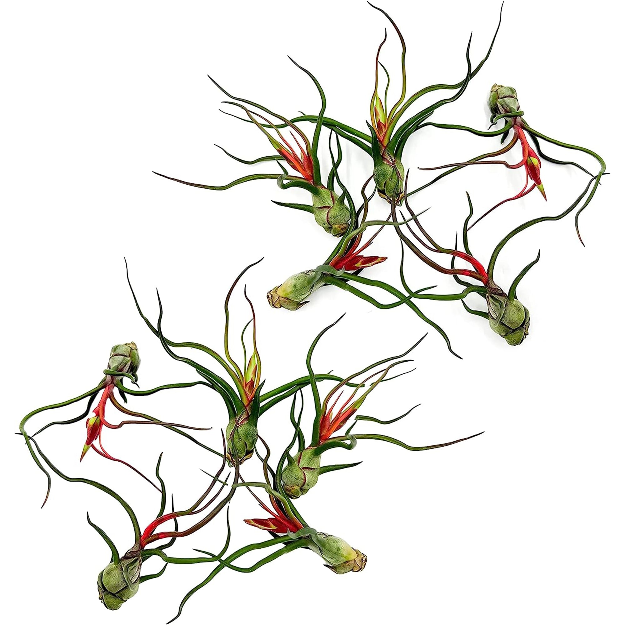 Flowering Tillandsia Bulbosa