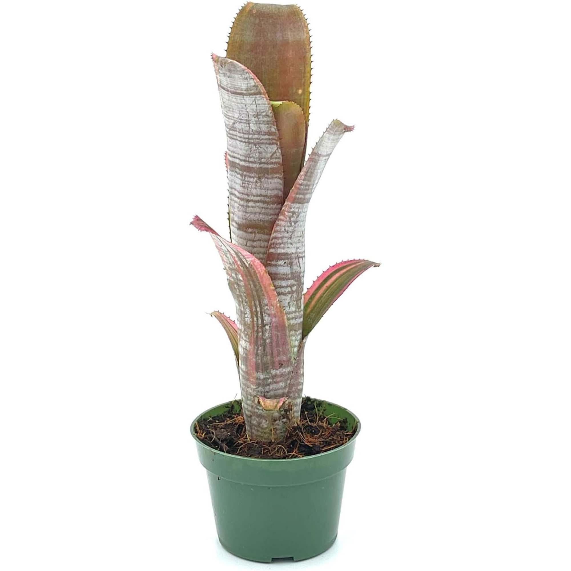 Bromeliad Billbergia Vittata