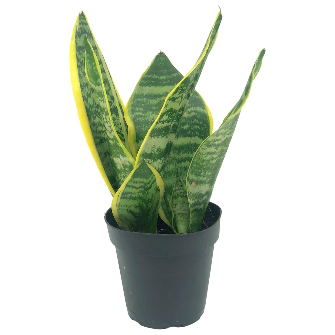 Sansevieria Superba Trifasciata