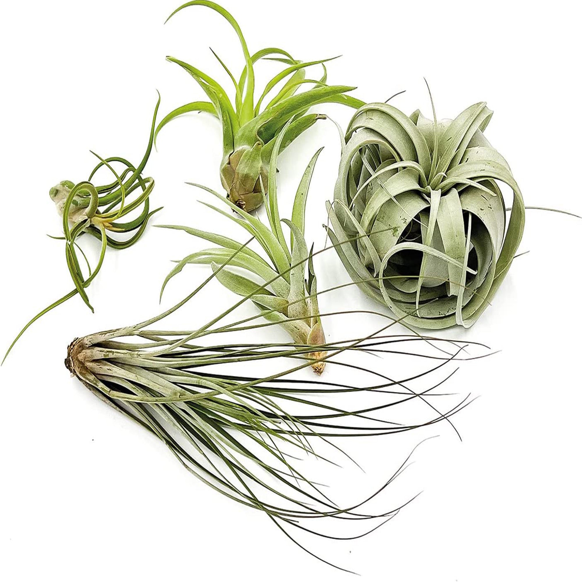 Tillandsia HOD Gift Box Variety Pack - 5 Count