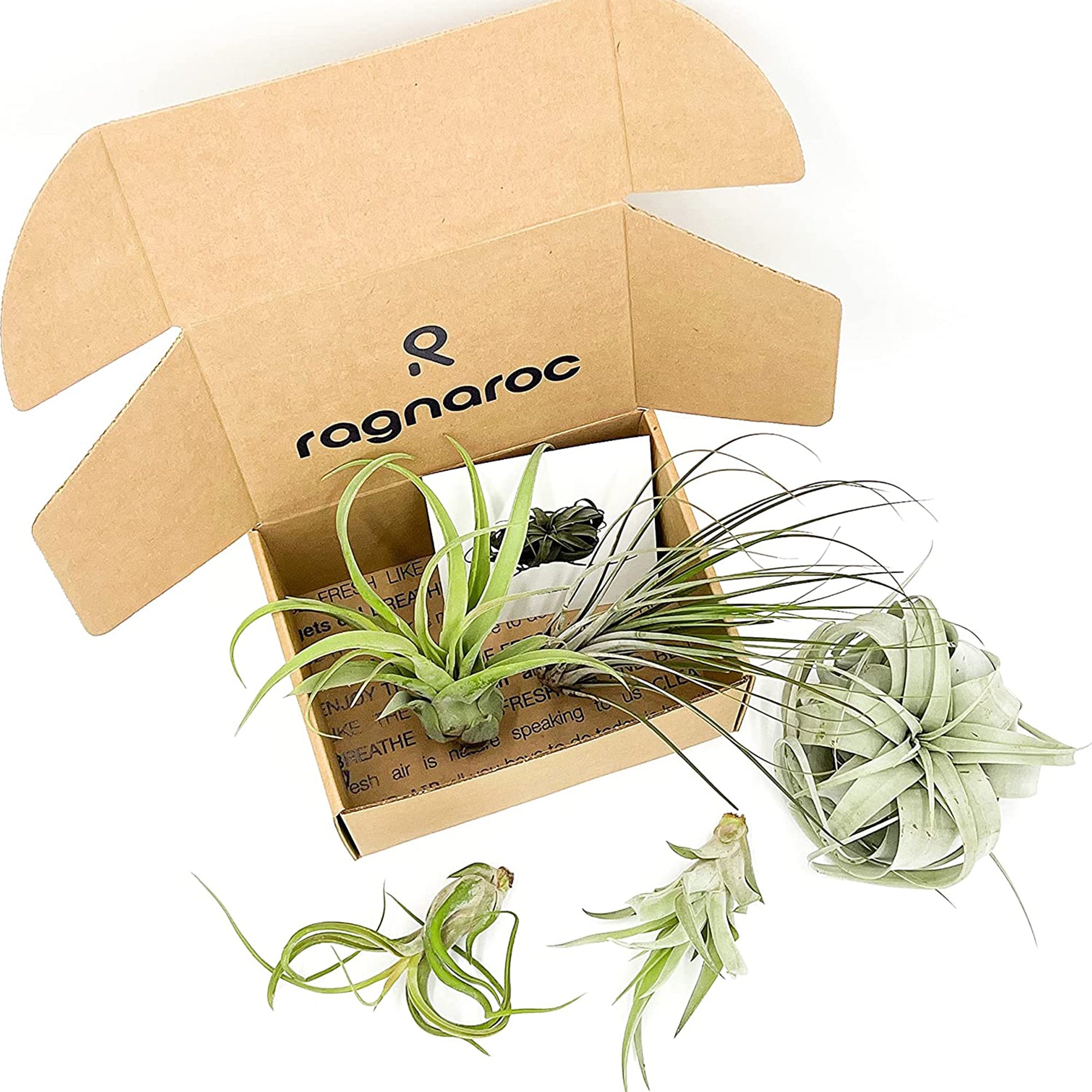 Tillandsia HOD Gift Box Variety Pack - 5 Count