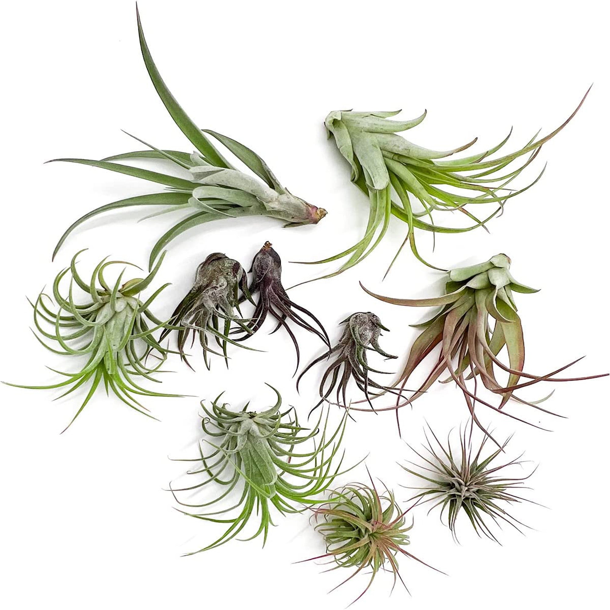 Tillandsia FREYJA Gift Box Variety Pack - 10 Count