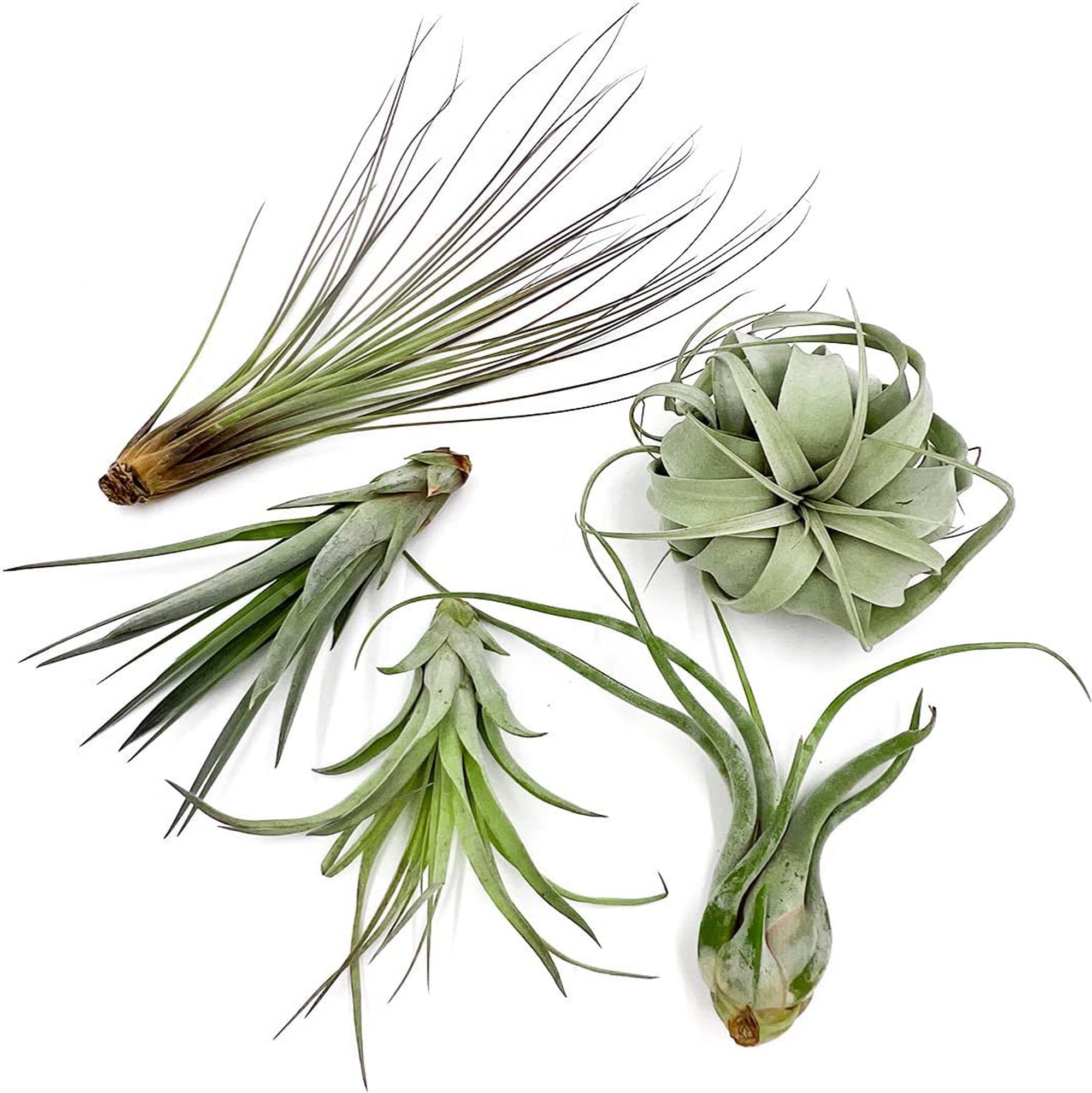 Tillandsia ODIN Gift Box Variety Pack - 5 Count