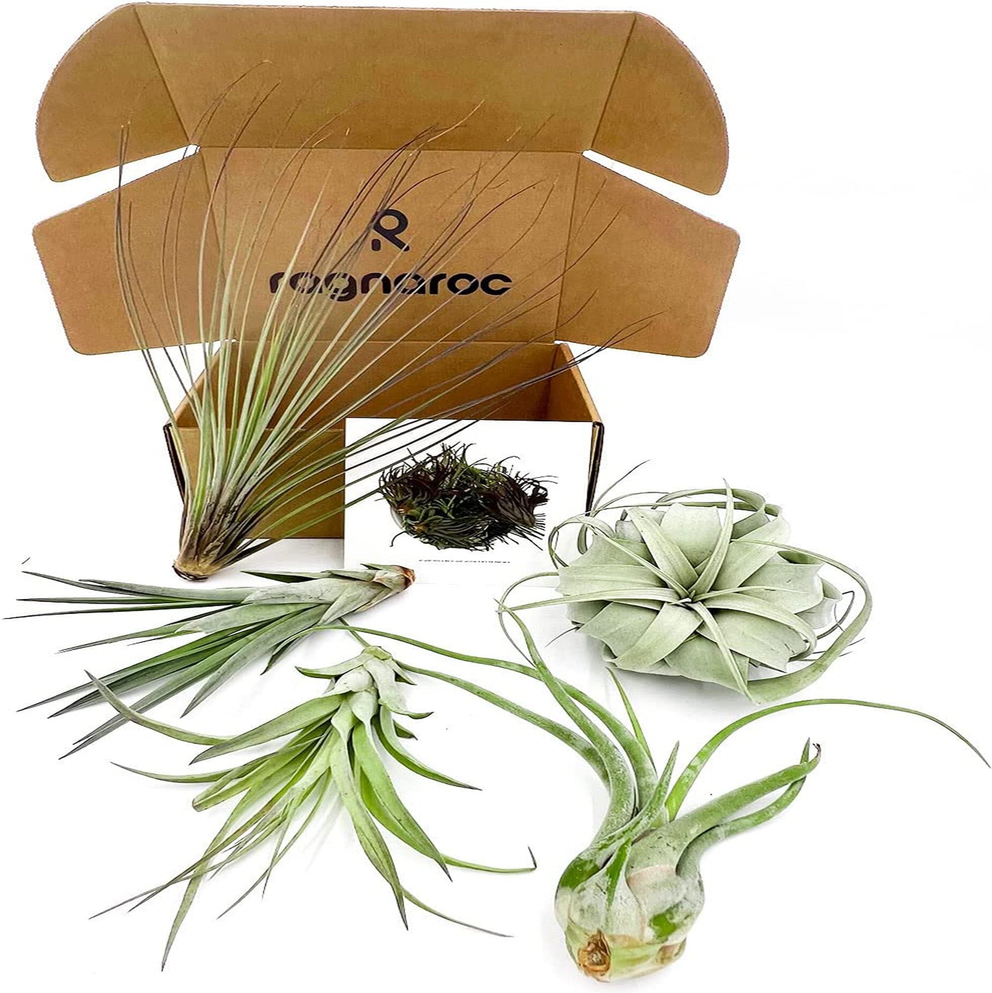 Tillandsia ODIN Gift Box Variety Pack - 5 Count