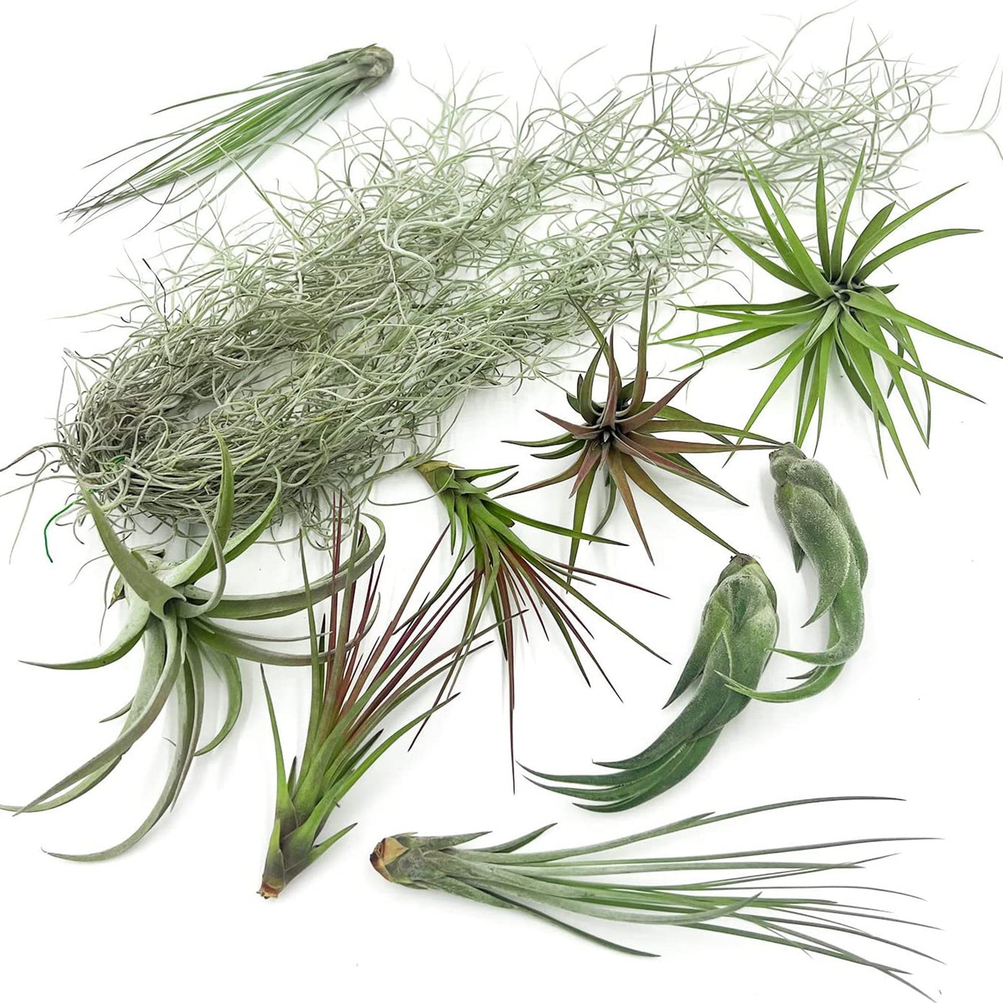 Tillandsia TOR Gift Box Variety Pack - 10 Count