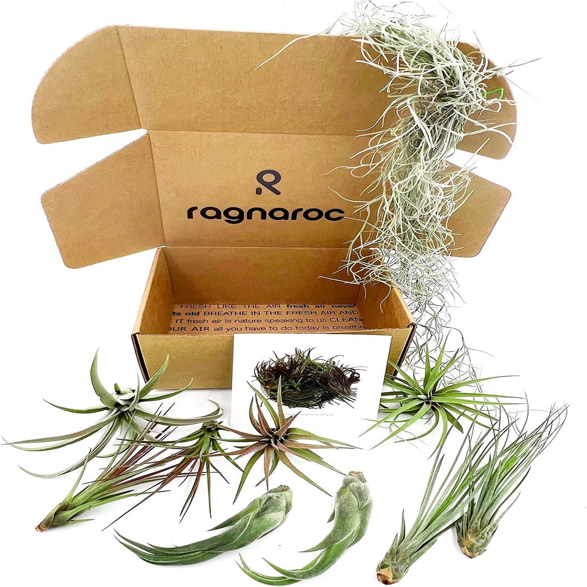 Tillandsia TOR Gift Box Variety Pack - 10 Count