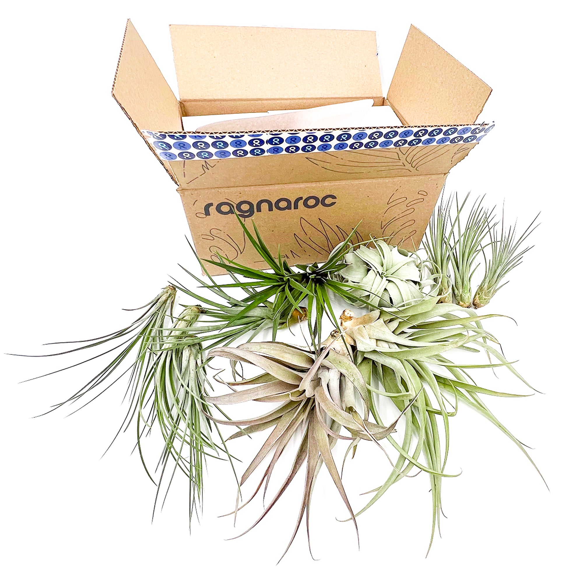 Tillandsia Holiday Gift Box Jumbo - 12 Count