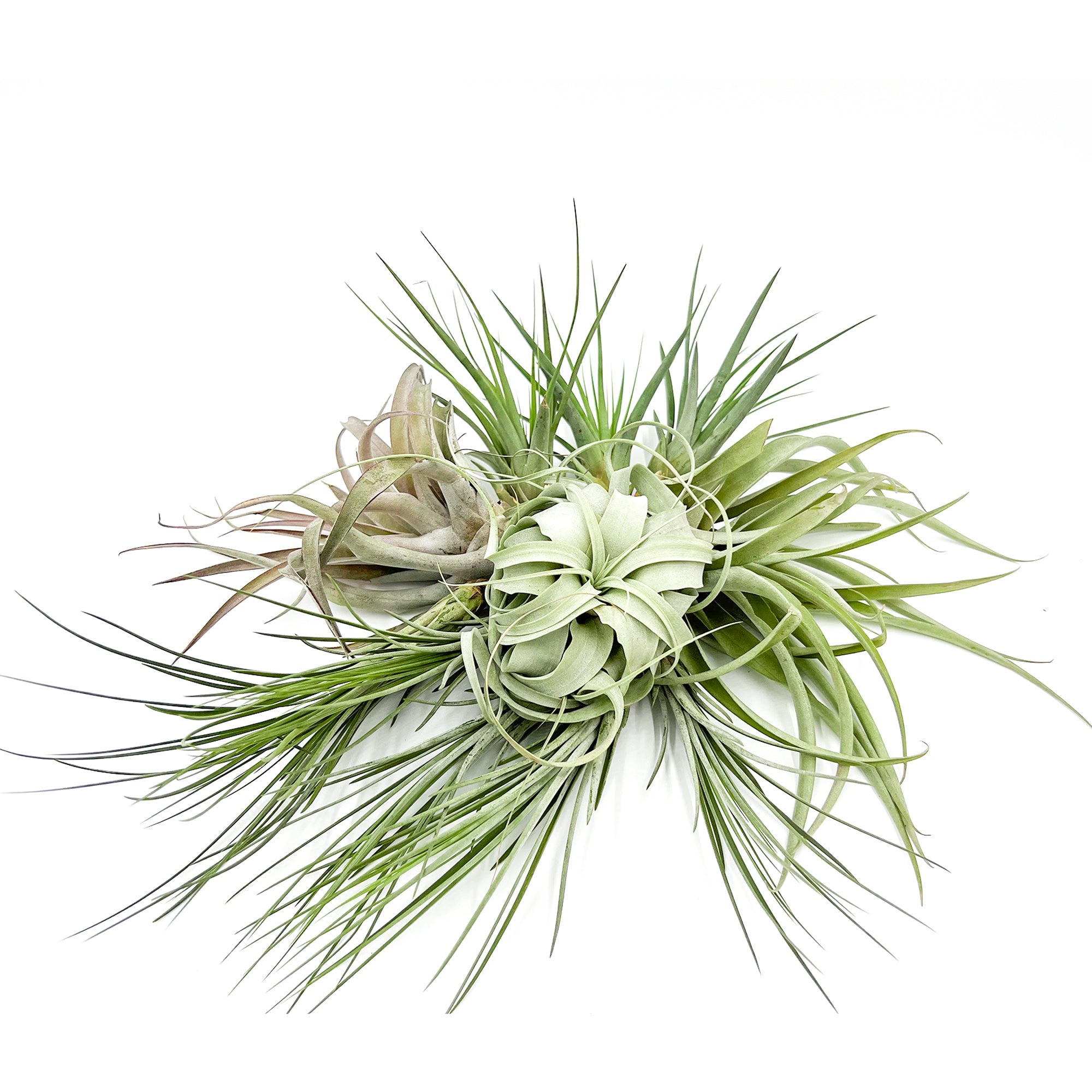 Tillandsia Holiday Gift Box Jumbo - 12 Count