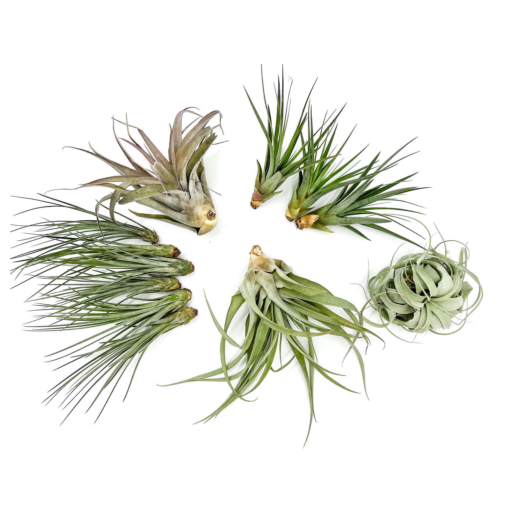 Tillandsia Holiday Gift Box Jumbo - 12 Count