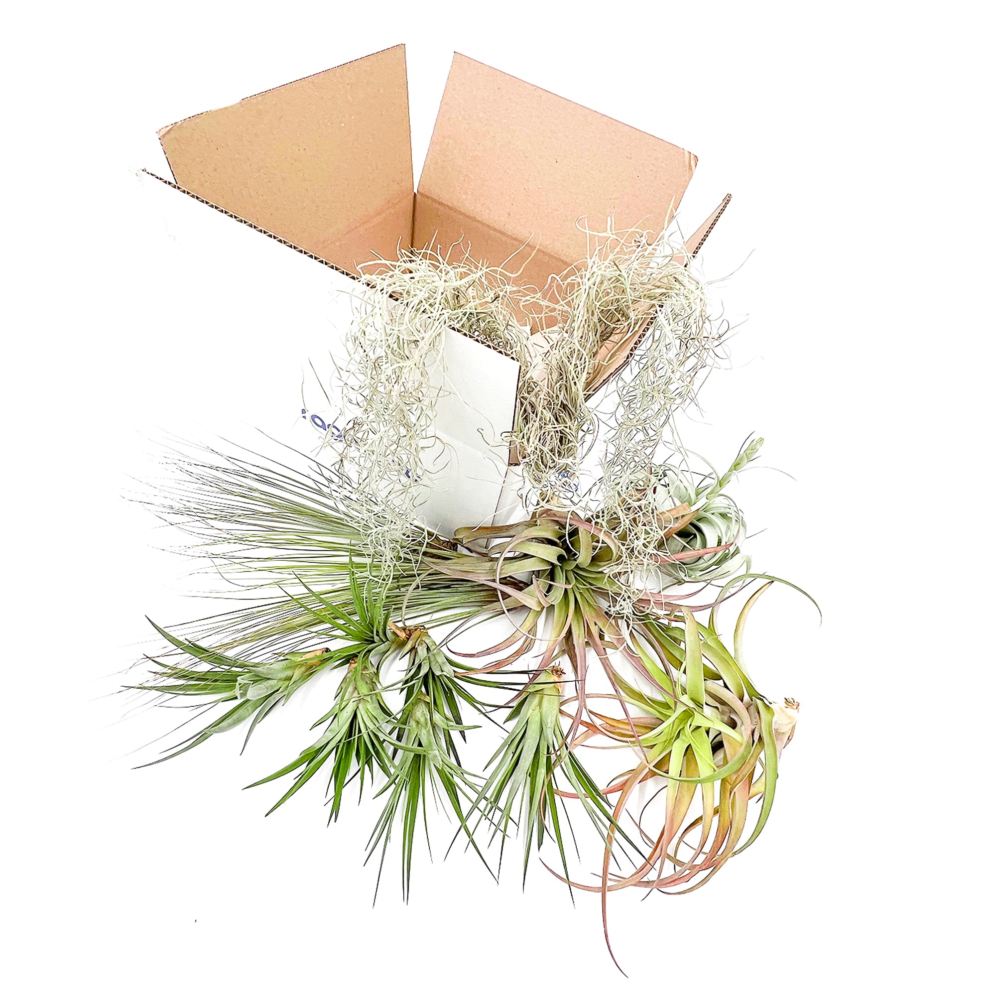 Tillandsia Holiday Gift Box Giant - 13 Count