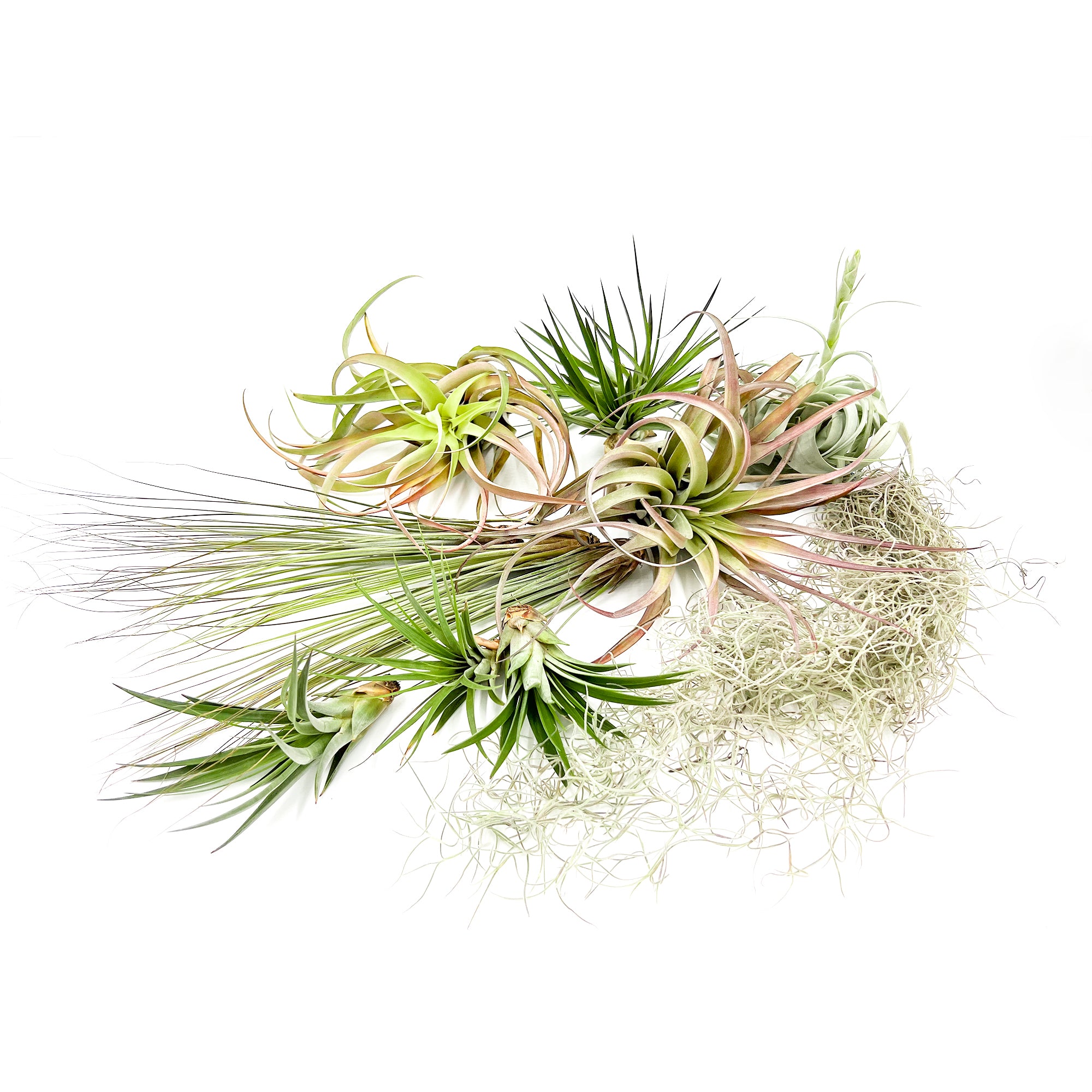 Tillandsia Holiday Gift Box Giant - 13 Count